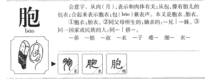 胞字字源字形