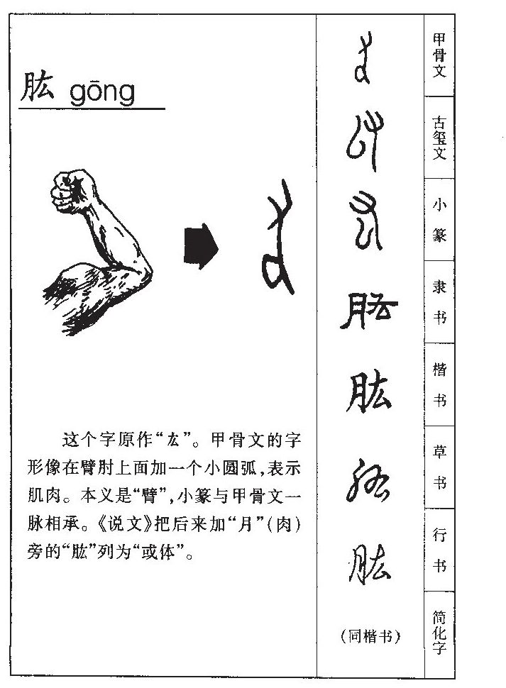 肱字字源字形