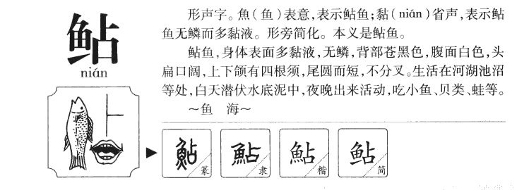 鲇字字源字形