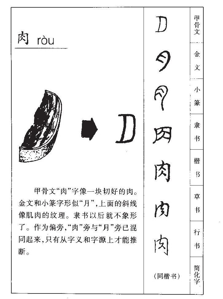 肉字字源字形