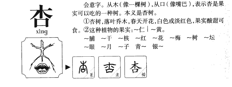 杏字字源字形