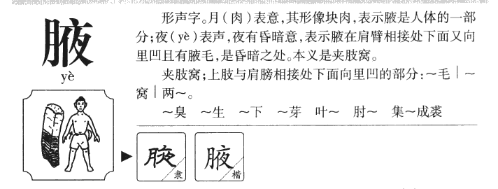 腋字字源字形